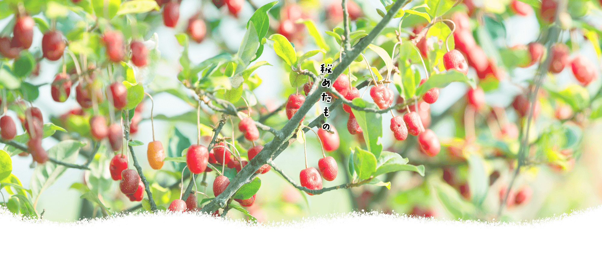 株式会社ポラリス